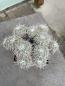 Preview: Mammillaria parkinsonii